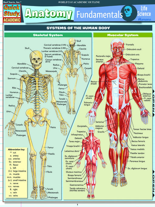 Title details for Anatomy Fundamentals by BarCharts Publishing, Inc. - Available